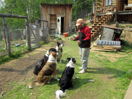 Alys has the dogs' attention
